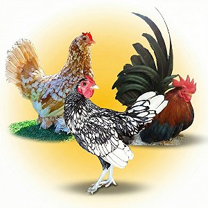 Combo Ovos Galados - Mini Elegância