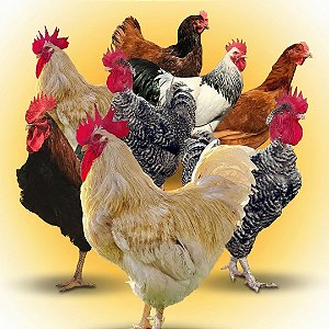 Combo Ovos Galados - Super Caipira e Postura Mista