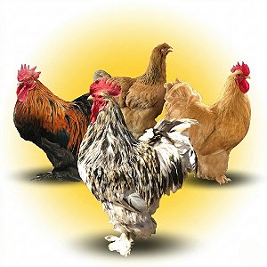 Coleção Cochinchina - 12 Ovos Galados 8 Raças