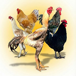 Gigantes do Terreiro - Ovos Galados