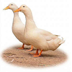 Ovos Galados de Marrecos Pequim Jumbo