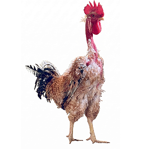 Ovos Galados de Label Rouge Frisada