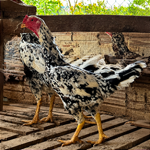 Ovos Galados Para Chocar de Indio Gigante Mottled
