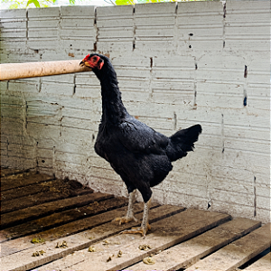 Ovos Galados Para Chocar de Indio Gigante Negro
