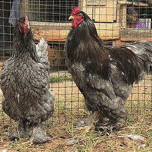 Brahma Azul - Ovo Galado