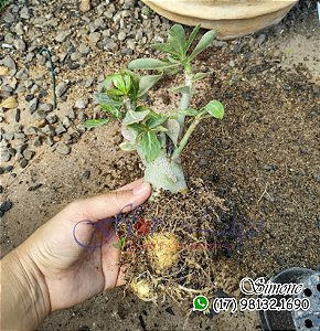 Mudas de cruzamentos entre flores exóticas para cultivo e florir
