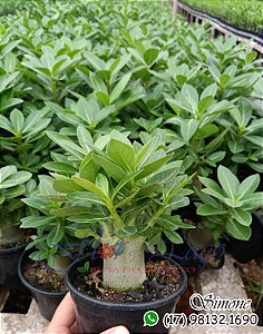 Mudas de rosa do deserto ARABICUM BABY