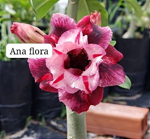 Enxerto de rosa do deserto ANA FLORA
