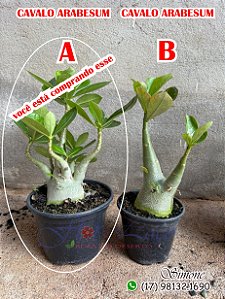 Kit de cavalos arabesum P15 G multigalhos