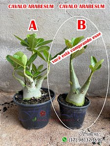 Kit de cavalos arabesum P11 galho duplo