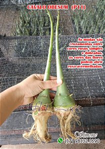 Cavalo obesum P11 cruzamentos entre cores roxo e vermelha