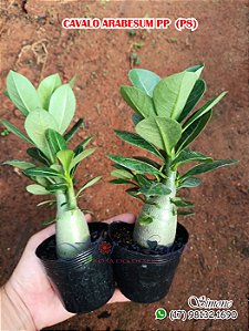 Futuros Cavalos arabesum P8