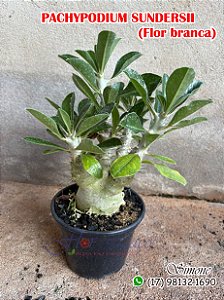 Pochypodium sundesii