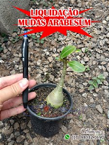 Mudas arabesum em LIQUIDAÇÃO - ATENÇÃO NA DESCRIÇÃO