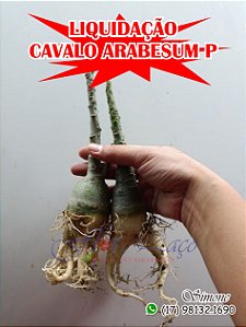 Cavalos arabesum P EM LIQUIDAÇÃO