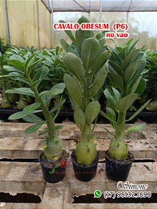 Cavalo obesumno pote 6