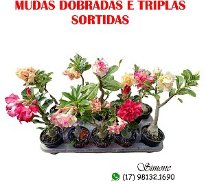 Mudas dobradas e triplas SORTIDAS