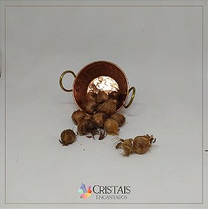 Bulbo de trevo de quatro folhas (unidade)