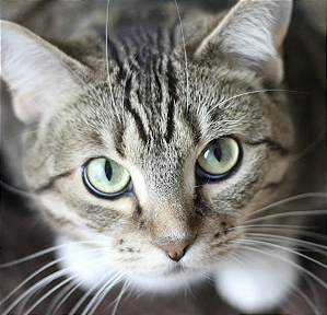 GATOS - SACOLINHA SANTUÁRIO ASSEAMA