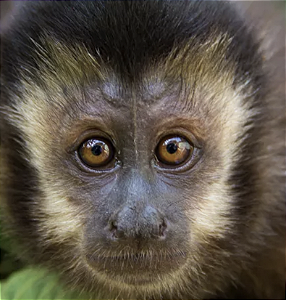 MACACOS - SACOLINHA SANTUÁRIO ASSEAMA