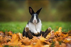 COELHOS E PORQUINHOS DA ÍNDIA - SACOLINHA SANTUÁRIO ASSEAMA