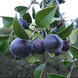 Muda de Guabiju Myrcianthes pungens, a melhor fruta do sudeste (frutifera nativa)