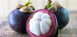 Muda de Mangostim Roxo enxertado - fruta da rainha (Garcinia mangostana)