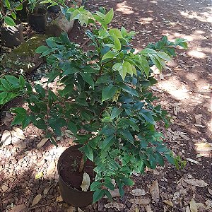 Muda de jabuticaba olho de boi Coroada gigante ( Plinia coronata )