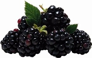 muda frutifera Amora do Ebano (Rubus laciniatus) PRETA