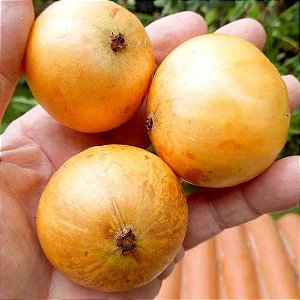 Mudas Frutiferas de Cambuca  (JABUTICABA AMARELA) Plinia edulis