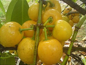 Muda Frutifera de Mangostao Amarelo (Cratoxylum cochinchinense)