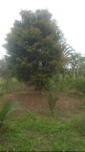 Arvore Jabuticabeira Olho de Boi Produzindo Muito Frutos Gigantes