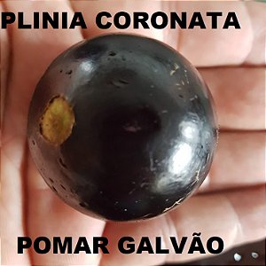 Jabuticabeira Olho de Boi (Plinia coronata) Coroada