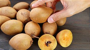 Muda Sapoti Alano Enxertado Produz Precocemente fruta muito doce