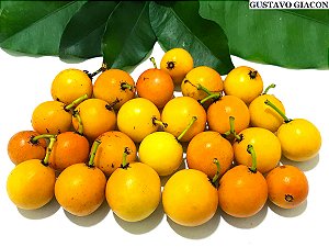 Muda Bacupari mirim (Garcinia brasiliensis) Produzindo 1,5 MT