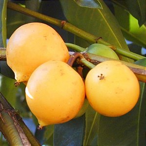 Muda Frutifera de Mangostao Amarelo (Cratoxylum cochinchinense) 1,5 MT