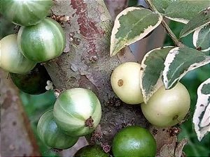 Jabuticabeira Variegata Olho de Boi Paulista enxertada Mudas Novas