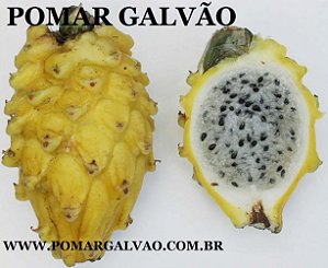 Muda De Pitaya Amarela Clonada muito doce e exotica, logo produz