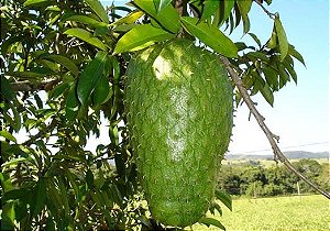 Mudas De Graviola ''Produzindo'' excelente para sucos ou in natura