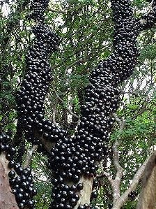 Muda De Jabuticaba Hibrida, Produz O Ano Todo deliciosa