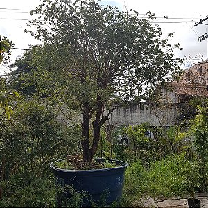 Arvore de jabuticaba (jabuticabeira) hibrida produzindo muito