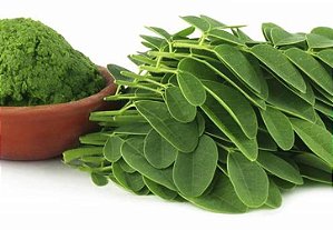 Muda De Moringa A Arvore Da Vida (Moringa oleífera)