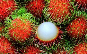 Muda De Rambutã / Rambutan rarissimo, saboroso e muito exotico