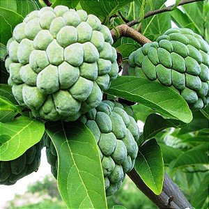 Muda De Pinha De Semente (Ata) produz rapido deliciosa Annona squamosa