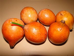 Muda De Achachairu Boliviano muito raro e exotico (Garcinia humilis)