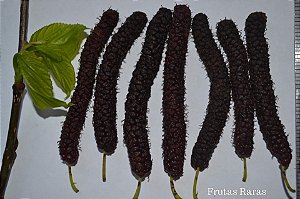 Mudas  De Amora Paquistanesa Clonada Produzindo