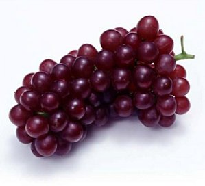 UVA RUBI KG