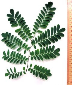 Sementes de Jacarandá da Bahia (Dalbergia nigra): 10 Sementes