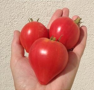 Sementes de Tomate Coração de Boi: 20 Sementes