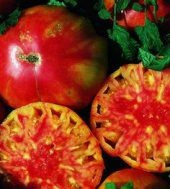 Sementes de Tomate Flame: 20 Sementes